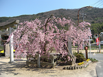 shidarezakura.bmp